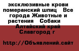 эксклюзивные крови-померанский шпиц - Все города Животные и растения » Собаки   . Алтайский край,Славгород г.